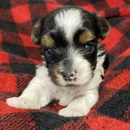 Biewer Terrier and Yorkshire Terrier Puppies from [580] Biewers and Yorkies